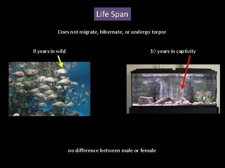 Life Span Does not migrate, hibernate, or undergo torpor 8 years in wild 10