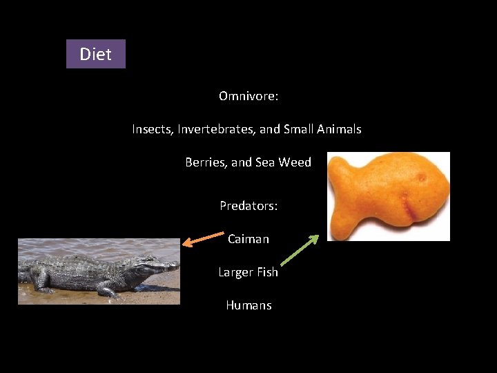 Diet Omnivore: Insects, Invertebrates, and Small Animals Berries, and Sea Weed Predators: Caiman Larger