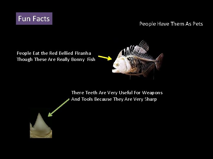 Fun Facts People Have Them As Pets People Eat the Red Bellied Piranha Though