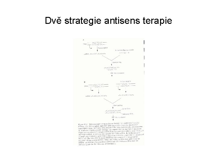 Dvě strategie antisens terapie 