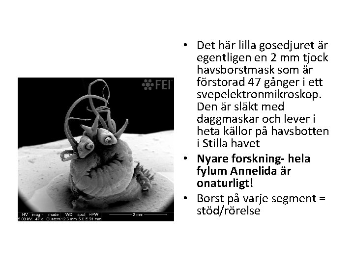  • Det här lilla gosedjuret är egentligen en 2 mm tjock havsborstmask som