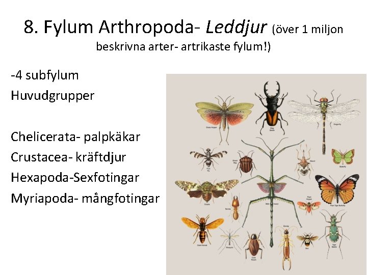 8. Fylum Arthropoda Leddjur (över 1 miljon beskrivna arter artrikaste fylum!) 4 subfylum Huvudgrupper