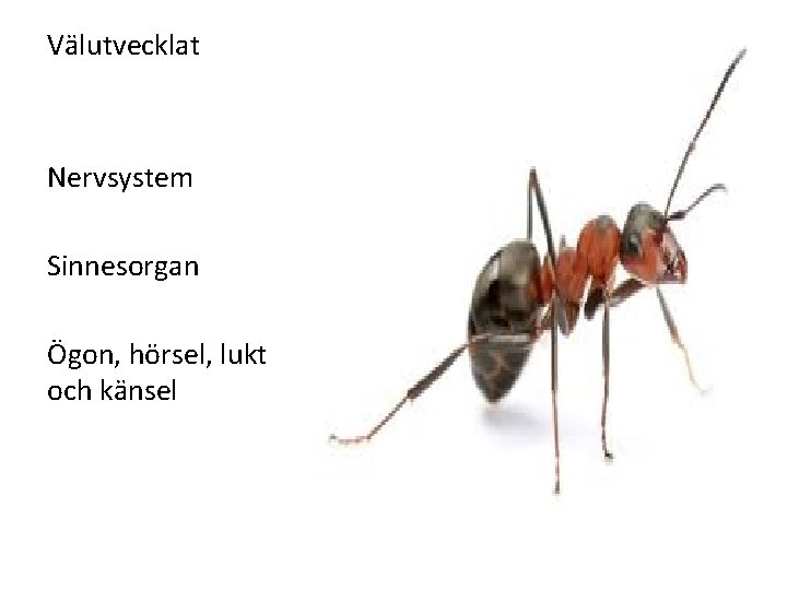 Välutvecklat Nervsystem Sinnesorgan Ögon, hörsel, lukt och känsel 