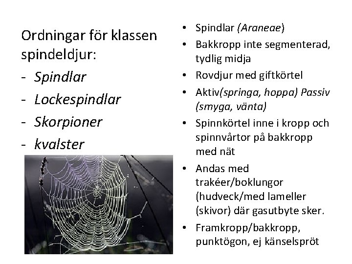 Ordningar för klassen spindeldjur: Spindlar Lockespindlar Skorpioner kvalster • Spindlar (Araneae) • Bakkropp inte