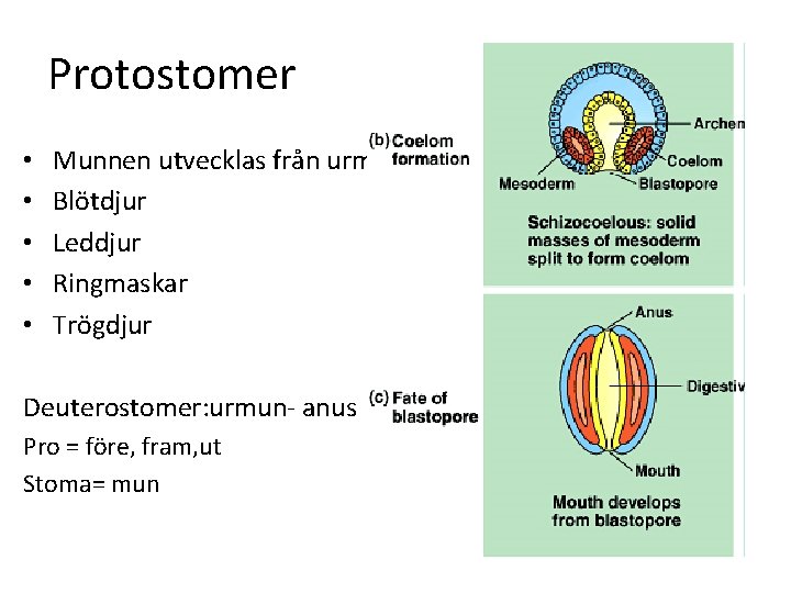 Protostomer • • • Munnen utvecklas från urmunnen Blötdjur Leddjur Ringmaskar Trögdjur Deuterostomer: urmun