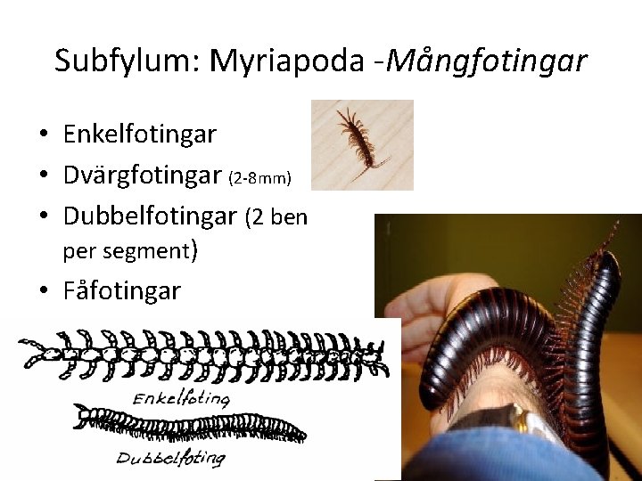 Subfylum: Myriapoda Mångfotingar • Enkelfotingar • Dvärgfotingar (2 8 mm) • Dubbelfotingar (2 ben