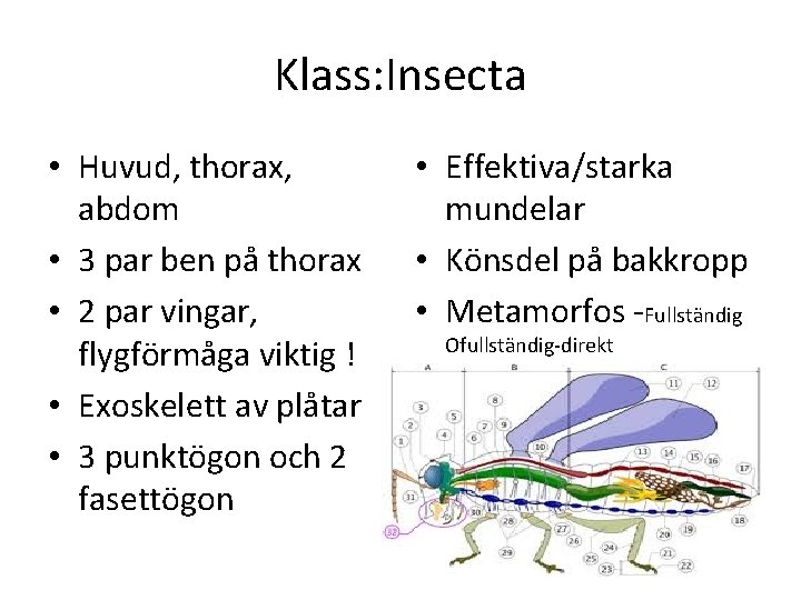 Klass: Insecta • Huvud, thorax, abdom • 3 par ben på thorax • 2