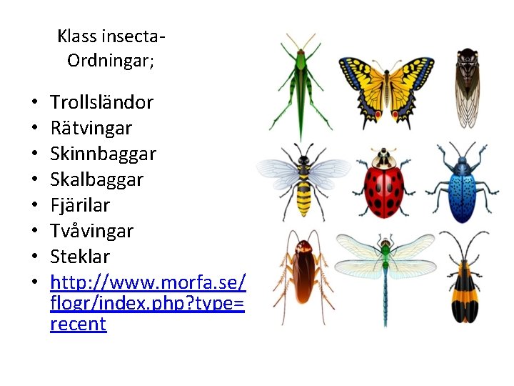 Klass insecta Ordningar; • • Trollsländor Rätvingar Skinnbaggar Skalbaggar Fjärilar Tvåvingar Steklar http: //www.