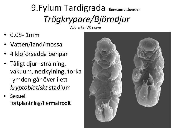 9. Fylum Tardigrada (långsamt gående) Trögkrypare/Björndjur 750 arter 70 i swe • • 0.