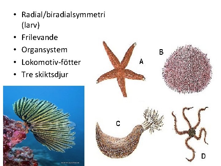  • Radial/biradialsymmetri (larv) • Frilevande • Organsystem • Lokomotiv fötter • Tre skiktsdjur
