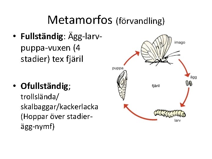 Metamorfos (förvandling) • Fullständig: Ägg larv puppa vuxen (4 stadier) tex fjäril • Ofullständig;