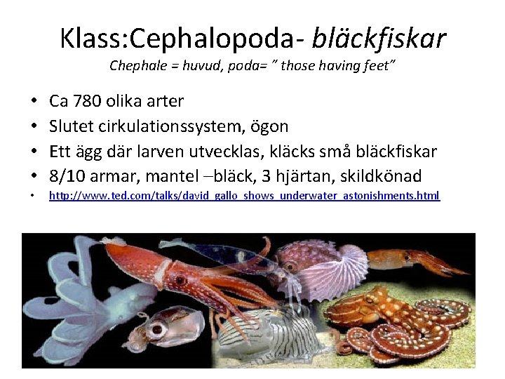 Klass: Cephalopoda- bläckfiskar Chephale = huvud, poda= ” those having feet” • • Ca