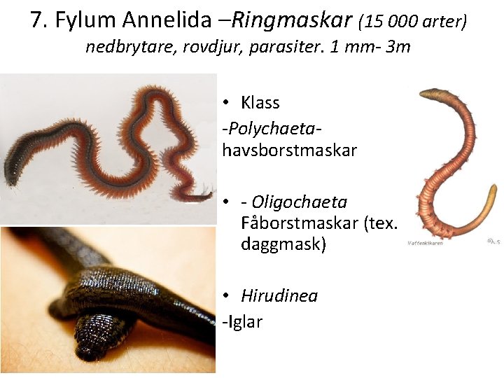7. Fylum Annelida –Ringmaskar (15 000 arter) nedbrytare, rovdjur, parasiter. 1 mm- 3 m
