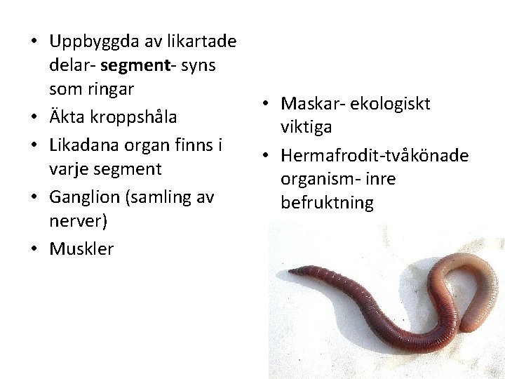  • Uppbyggda av likartade delar segment syns som ringar • Äkta kroppshåla •