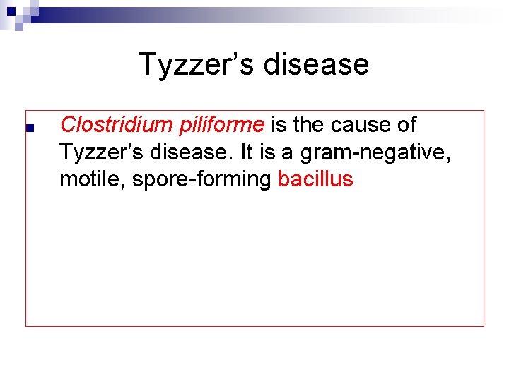 Tyzzer’s disease ■ Clostridium piliforme is the cause of Tyzzer’s disease. It is a