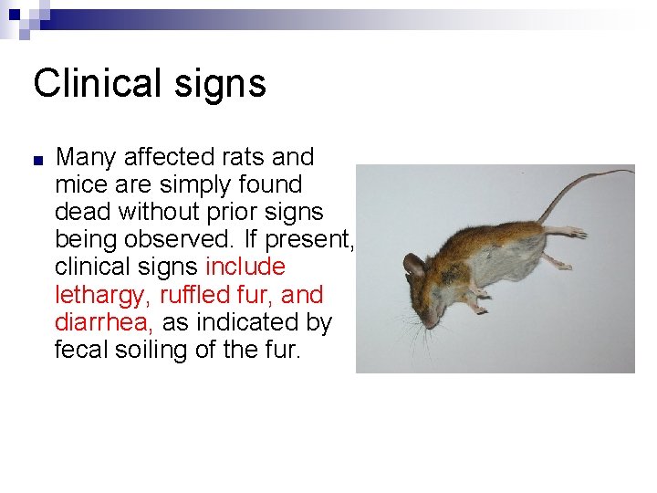 Clinical signs ■ Many affected rats and mice are simply found dead without prior