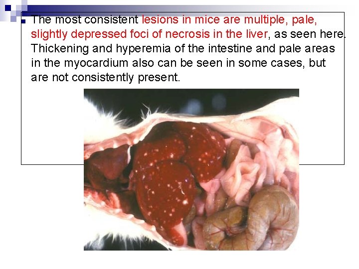 ■ The most consistent lesions in mice are multiple, pale, slightly depressed foci of