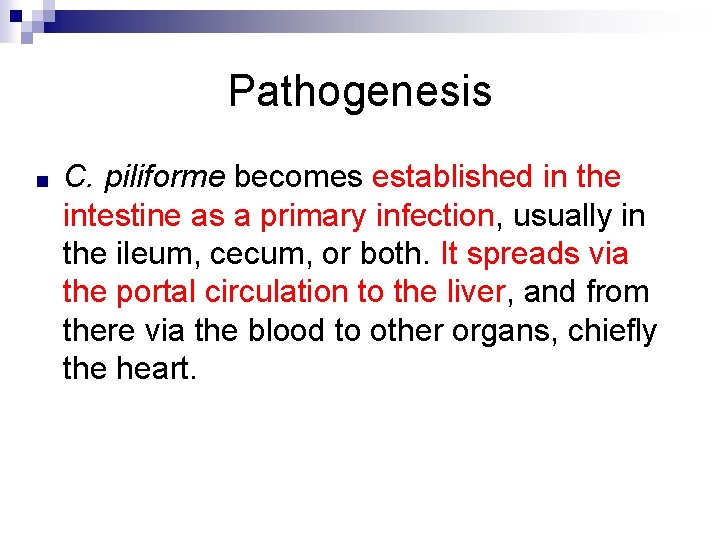 Pathogenesis ■ C. piliforme becomes established in the intestine as a primary infection, usually