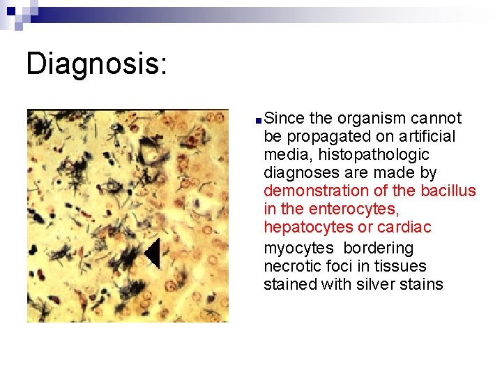 Diagnosis: ■Since the organism cannot be propagated on artificial media, histopathologic diagnoses are made