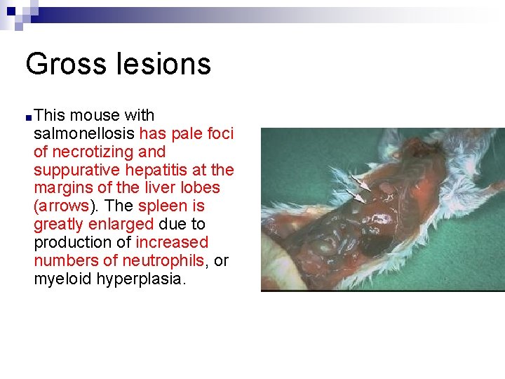 Gross lesions ■This mouse with salmonellosis has pale foci of necrotizing and suppurative hepatitis