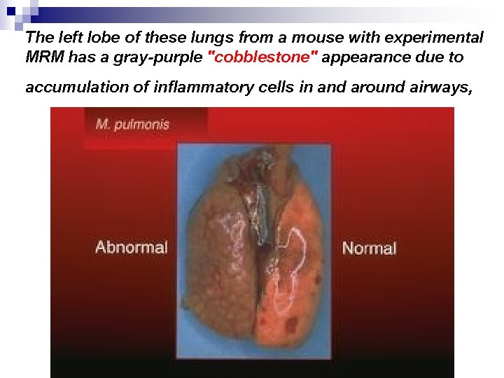 The left lobe of these lungs from a mouse with experimental MRM has a