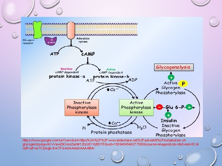 https: //www. google. com/url? sa=i&url=https%3 A%2 F%2 Fwww. slideshare. net%2 Fashokktt%2 Fmetabolism-ofglycogen&psig=AOv. Vaw 29