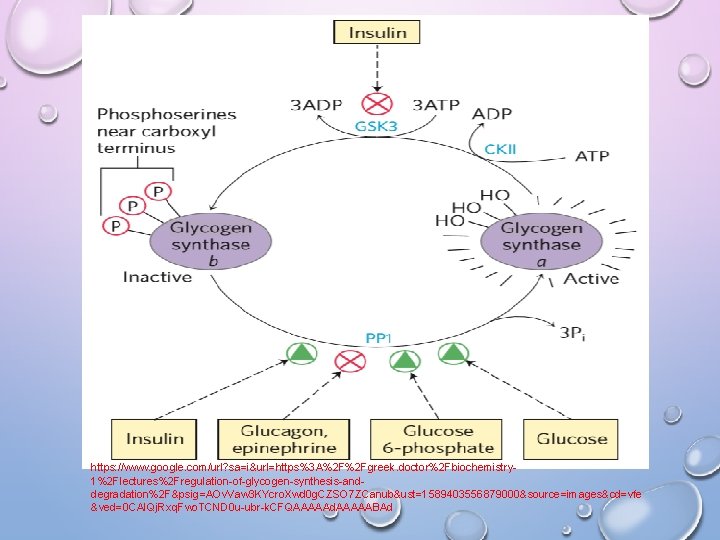 https: //www. google. com/url? sa=i&url=https%3 A%2 F%2 Fgreek. doctor%2 Fbiochemistry 1%2 Flectures%2 Fregulation-of-glycogen-synthesis-anddegradation%2 F&psig=AOv.