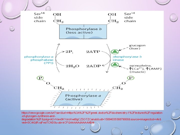 https: //www. google. com/url? sa=i&url=https%3 A%2 F%2 Fgreek. doctor%2 Fbiochemistry-1%2 Flectures%2 Fregulation -of-glycogen-synthesis-anddegradation%2 F&psig=AOv.