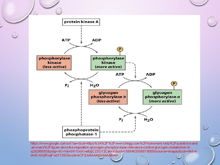 https: //www. google. com/url? sa=i&url=https%3 A%2 F%2 Fwww. chegg. com%2 Fhomework-help%2 Fquestions-and -answers%2 Ffigure-describe-regulation-glycogen-phosphorylase-relevance-control-glycogen-metabolism-tiq