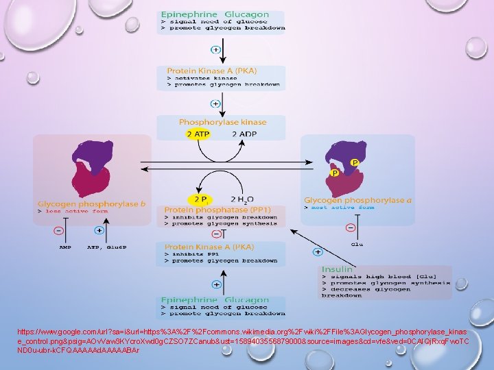 https: //www. google. com/url? sa=i&url=https%3 A%2 F%2 Fcommons. wikimedia. org%2 Fwiki%2 FFile%3 AGlycogen_phosphorylase_kinas e_control.