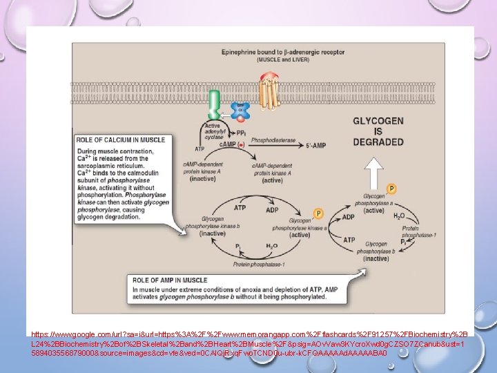 https: //www. google. com/url? sa=i&url=https%3 A%2 F%2 Fwww. memorangapp. com%2 Fflashcards%2 F 91257%2 FBiochemistry%2