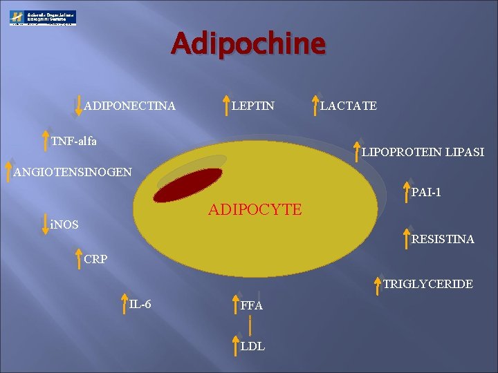 Adipochine ADIPONECTINA LEPTIN TNF-alfa LACTATE LIPOPROTEIN LIPASI ANGIOTENSINOGEN PAI-1 ADIPOCYTE i. NOS RESISTINA CRP