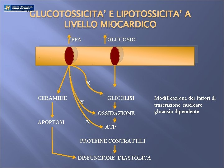 GLUCOTOSSICITA’ E LIPOTOSSICITA’ A LIVELLO MIOCARDICO FFA GLUCOSIO X CERAMIDE GLICOLISI X OSSIDAZIONE APOPTOSI