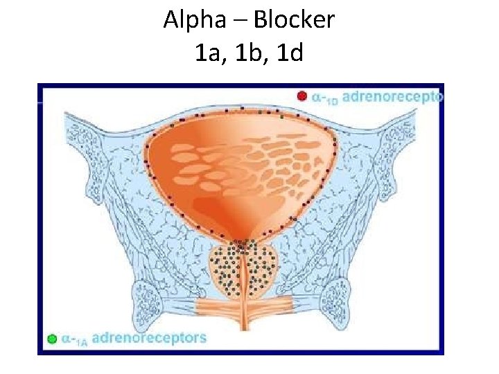 Alpha – Blocker 1 a, 1 b, 1 d 