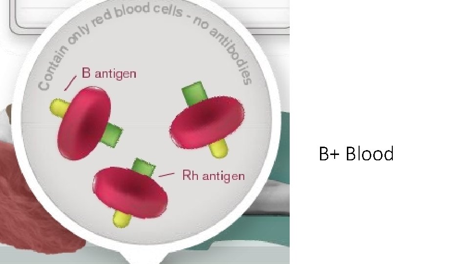 B+ Blood 