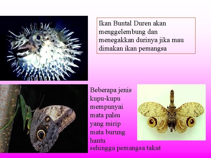 Ikan Buntal Duren akan menggelembung dan menegakkan durinya jika mau dimakan ikan pemangsa Beberapa