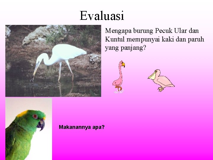 Evaluasi Mengapa burung Pecuk Ular dan Kuntul mempunyai kaki dan paruh yang panjang? Makanannya