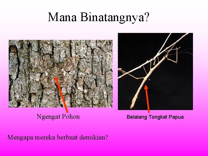 Mana Binatangnya? Ngengat Pohon Mengapa mereka berbuat demikian? Belalang Tongkat Papua 