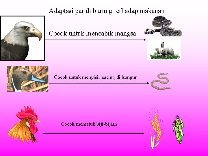 Adaptasi paruh burung terhadap makanan Cocok untuk mencabik mangsa Cocok untuk menyisir cacing di