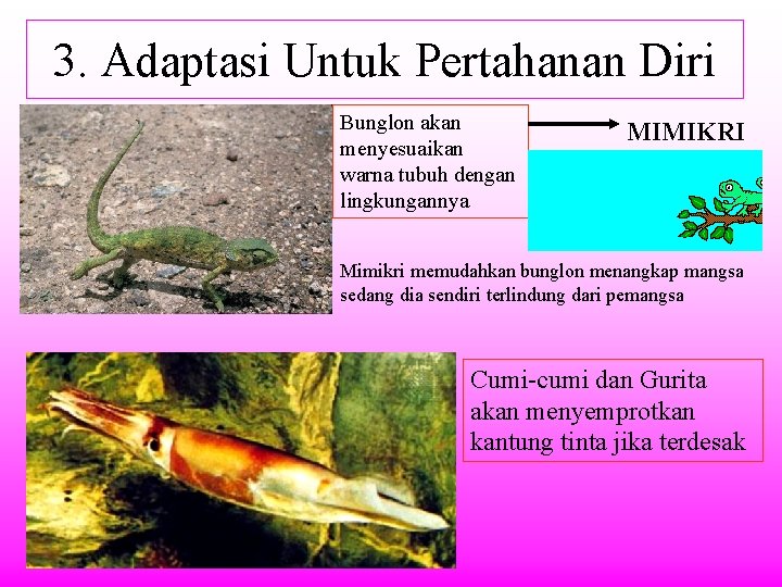 3. Adaptasi Untuk Pertahanan Diri Bunglon akan menyesuaikan warna tubuh dengan lingkungannya MIMIKRI Mimikri