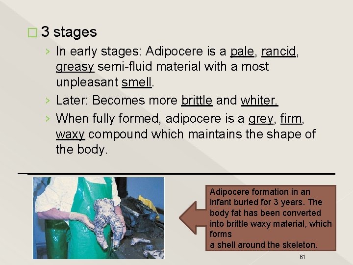 � 3 stages › In early stages: Adipocere is a pale, rancid, greasy semi-fluid