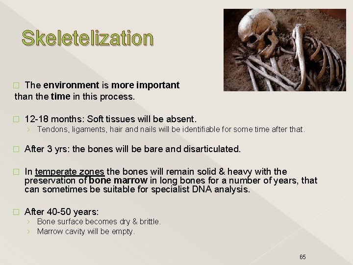 Skeletelization The environment is more important than the time in this process. � �