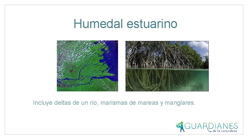 Humedal estuarino Incluye deltas de un río, marismas de mareas y manglares. 