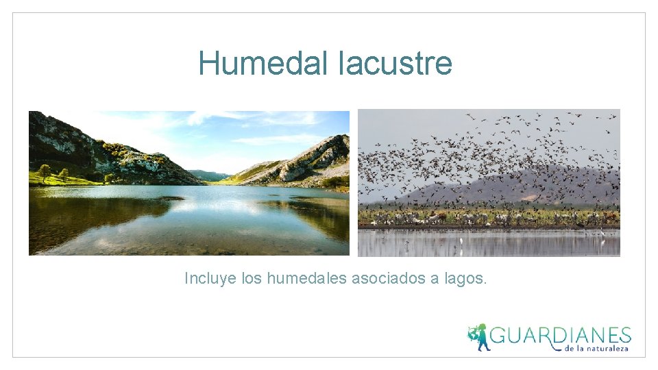 Humedal lacustre Incluye los humedales asociados a lagos. 