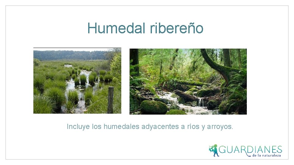 Humedal ribereño Incluye los humedales adyacentes a ríos y arroyos. 