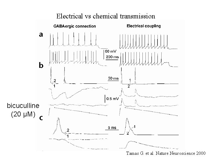 Electrical vs chemical transmission bicuculline (20 μM) Tamas G. et al. Nature Neuroscience 2000