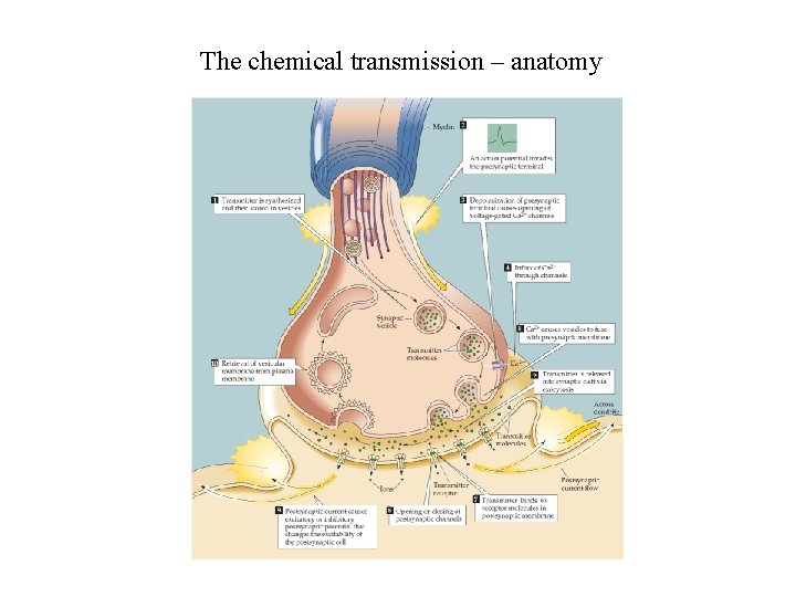 The chemical transmission – anatomy 