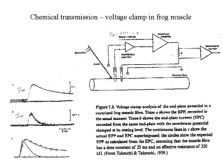 Chemical transmission – voltage clamp in frog muscle 