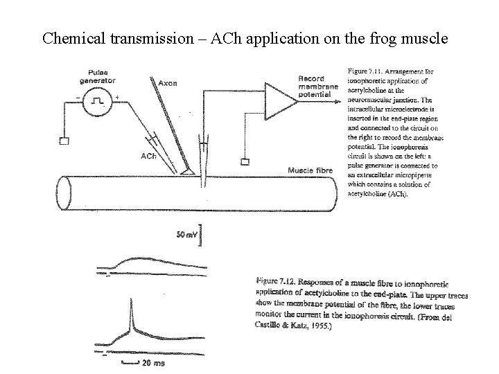 Chemical transmission – ACh application on the frog muscle 