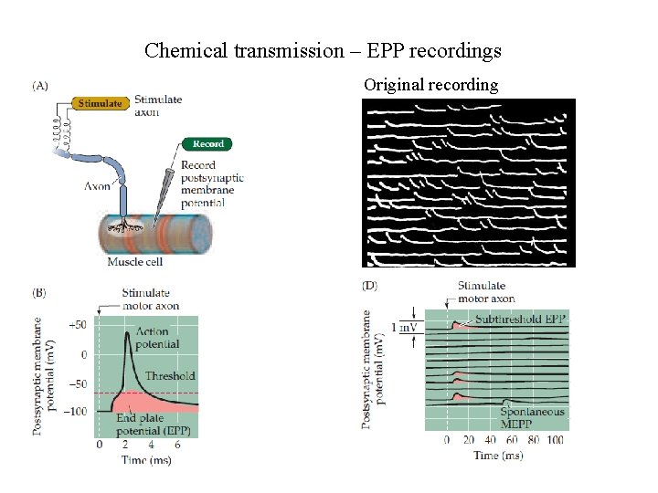 Chemical transmission – EPP recordings Original recording 